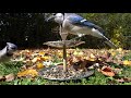 Blue Jay Buffet - 10 Hour Video for Pets - Nov 8, 2020