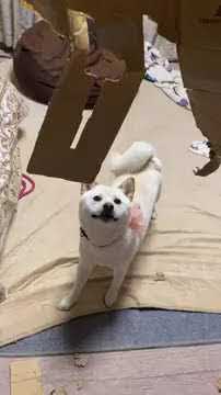 白柴犬ちゃん オルゴナイト 置物 X E Is