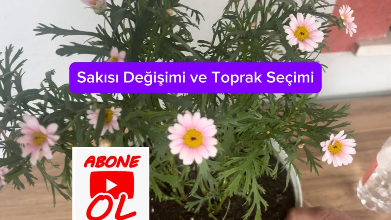 Çeşme Papatyası 🌼 Dikimi, Bakımı #çiçek #çeşme #papatya #keşfet #bakım #toprak