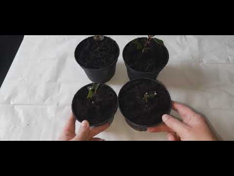 Wideo: Rzadka Odmiana Euphorbia Pulcherrima W Kolorze Pomarańczowo-czerwonym „Harvest Orange” Wykazuje Nonsensowną Mutację W Allelu Flawonoidowym 3'-hydroksylazy Wyrażanym W Przylist