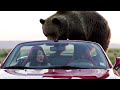 Bear vs  Car Woman's Wild Escape!