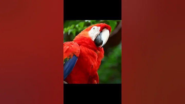 Scarlet Macaw One of the Most beautiful parrot in the World [#shorts][#beautifulparrot][#colourful]