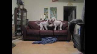 Bedlingtons Thor & Nike At Play