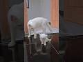 kasih sayang sang ibu #cat #kucinglucubandung #kucinglucubandung #imut #imut #shortvideo