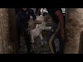 حولي ملكي تبارك الله عيد الأضحى 2019 - Biggest sheep in morocco
