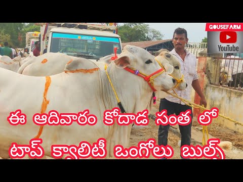 Best Quality Ongole