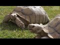 TORTUGAS - La tortuga gigante africana. La tortuga Sulcata.