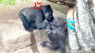 Gorilla Momoko (baby Sumomo's mother) angry at son Riki 🦍🦍💢 | Goirlla Haoko Family