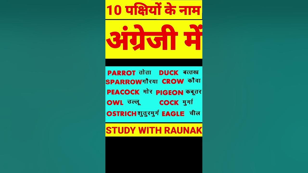 10-birds-name-in-english-to-hindi-wordmeaning-raunak-shorts-youtube