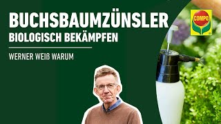 COMPO Buchsbaumznsler K.O.