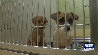Wichita Animal Shelter, Kansas Humane Society seek urgent adoptions as facilities reach capacity