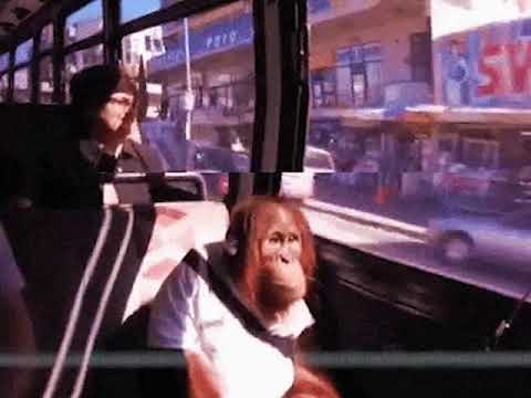 Обезьяна в наушниках мем
