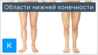 Области нижней конечности - Анатомия человека | Kenhub