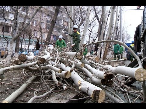 Video: Որո՞նք են կյանքի ծառի երեք հիմնական ճյուղերը: