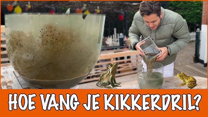 Kikkers: Van Kikkerdril Tot Kikker | Vlog Boswachter Hanne | #78 - Youtube