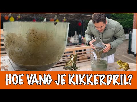 Video: Aquariumsalamanders: Onderhoud En Verzorging