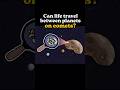 Can life travel between planets via meteorites?