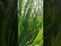 Ready to Harvest | പാടം | Duduzzz Hi-Tech Media