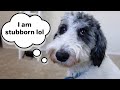 Aussiedoodle Doesn’t Listen to Me (and how to fix)