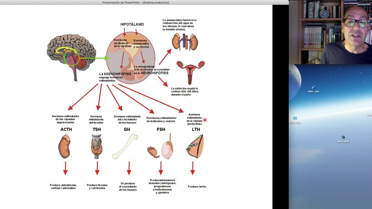 O Que é Modulação Hormonal Sistema hormonal 1Bac - YouTube