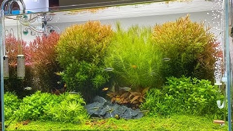 Dutch Style Aquarium - Cinematic video