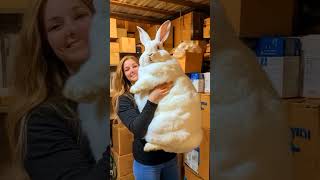 Rabbits can't be Big💀 Wealth