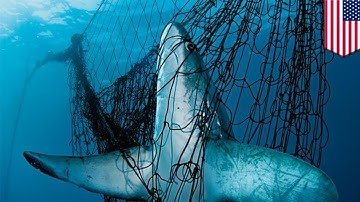 Death nets: Calls to ban drift nets after disturbing video - TomoNews