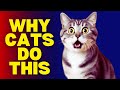 Why Do Cats Stare at You for A Long Time 👀🐱