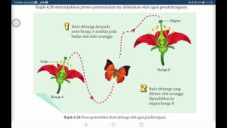 Sains tingkatan 1 | Agen Pendebungaan | Sains tingkatan 1 | Agen Pendebungaan |