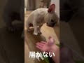 お手の癖がスゴイ犬 #フレブル #坊とわたしとたまにカレ #フレンチブルドッグ