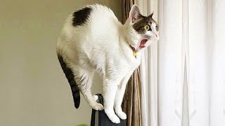 【面白い動画】 かわいい猫 - かわいい犬 - 最も面白いペットの動画 #107 by Kute Cats 365,307 views 5 years ago 6 minutes, 14 seconds