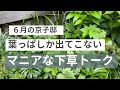 ６月の京子邸　葉っぱしか出てこない、マニアな下草トーク