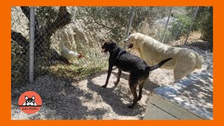 Rescued Dogs Get all Excited When a Chicken Pecks Next to Them by Jutta Shelter 1,193 views 8 days ago 3 minutes, 16 seconds