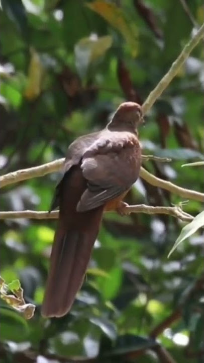 uncal/merpati babi
