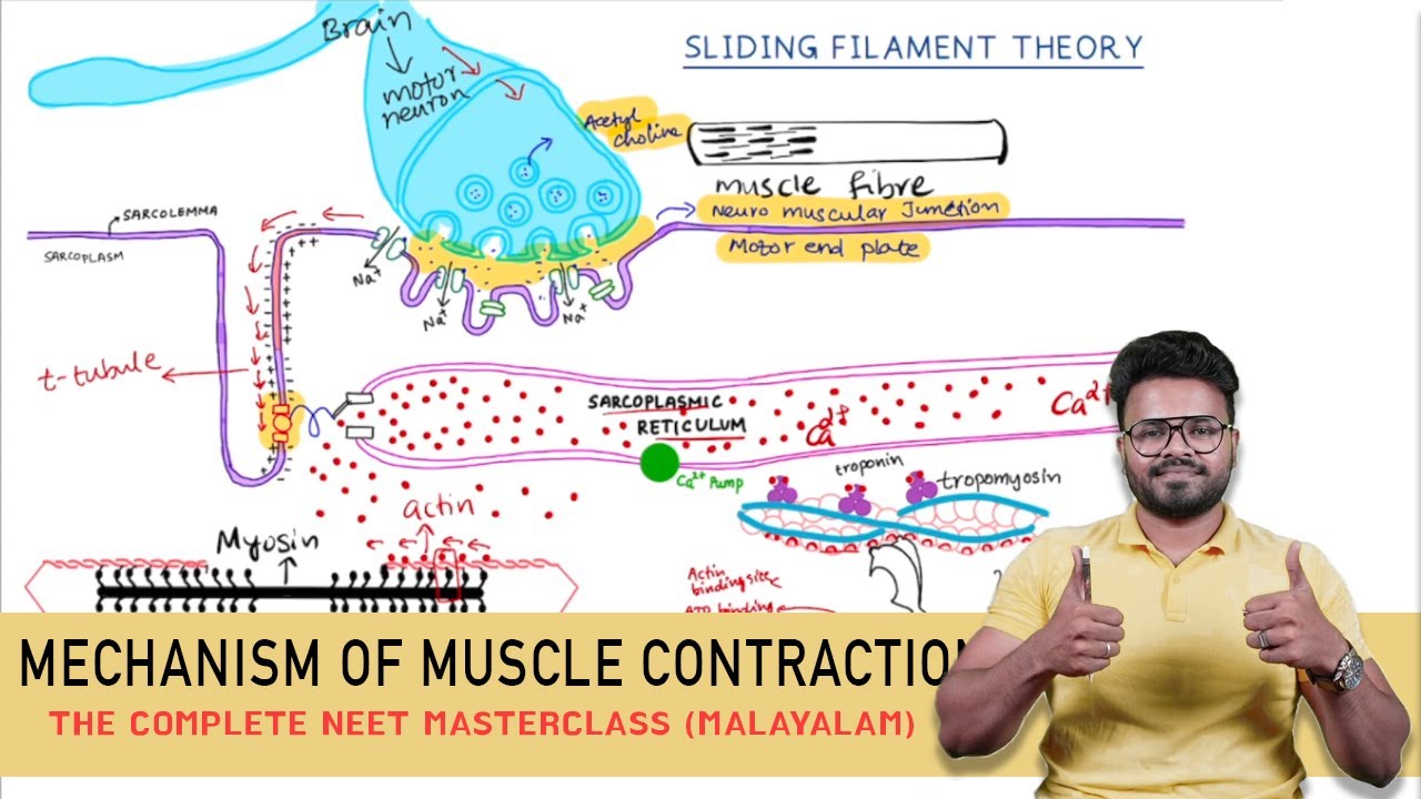 Mastering MECHANISM OF MUSCLE CONTRACTION | NEET 2024 (MALAYALAM) - YouTube