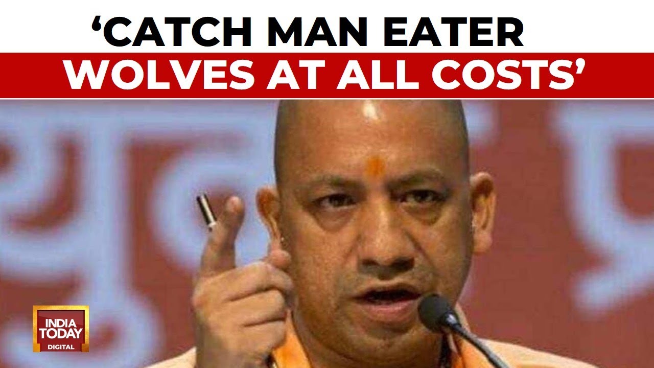 Uttar Pradesh CM Yogi Adityanath's Directives On Operation Wolf: Catch Man Eater Wolves At Any Cost