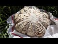 Brot  blume mit nur 02 gramm hefe  brot selber backen  brotblume  lecker im landhaus