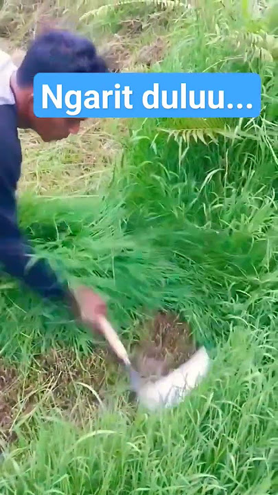 cara ngarit rumput yg asik..srek...srek... 😂