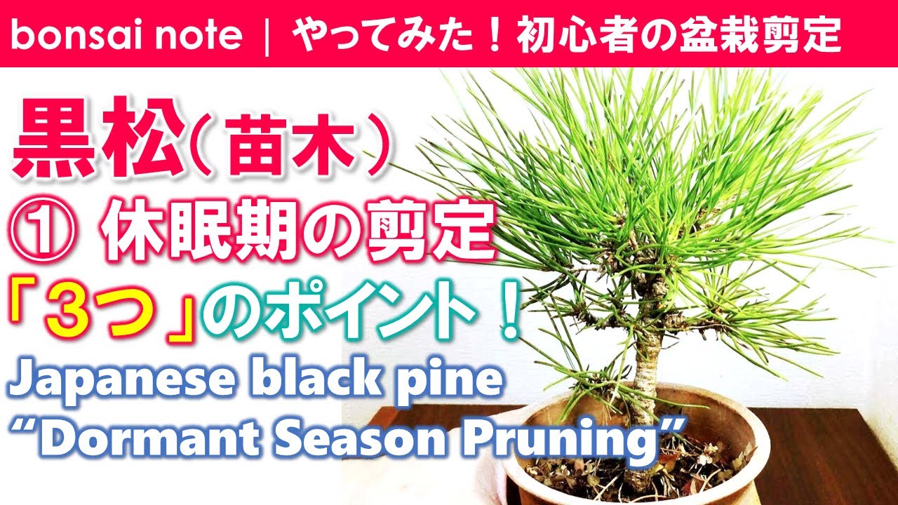 苗木で作る 黒松盆栽 休眠期の剪定3つのポイント Japanese Black Pine Dormant Season Pruning Bonsai Youtube