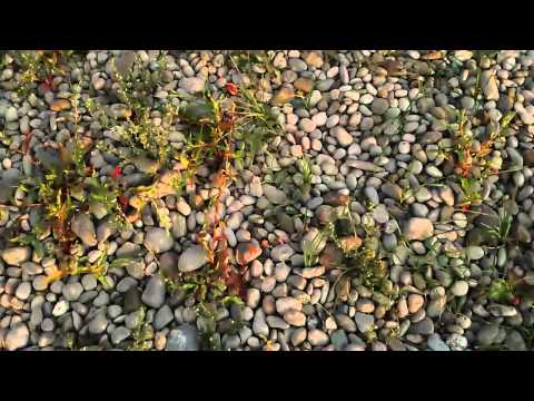 Video: Vrtni šljunak