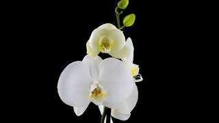 Time-lapse of opening orchid on black background screenshot 4