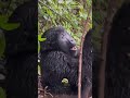 silverback Gorilla experience #exploreuganda #animals #wildlife #adventuretravel