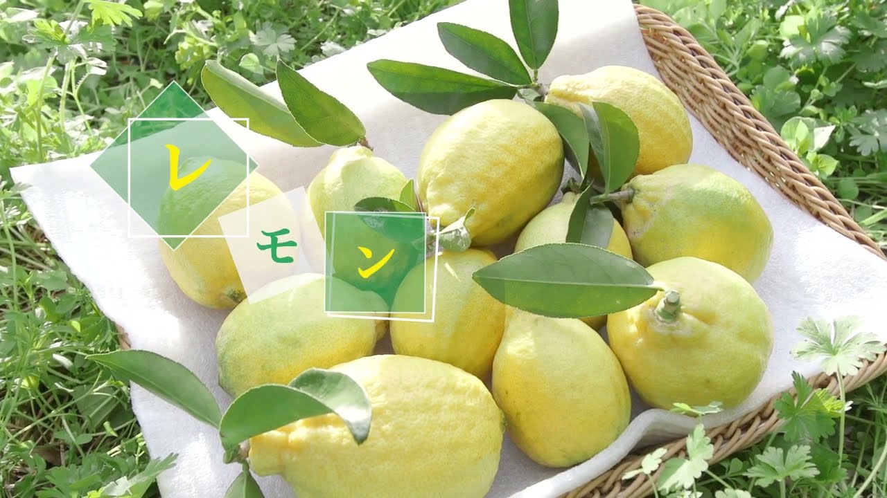 レモン農家に聞いてみた！