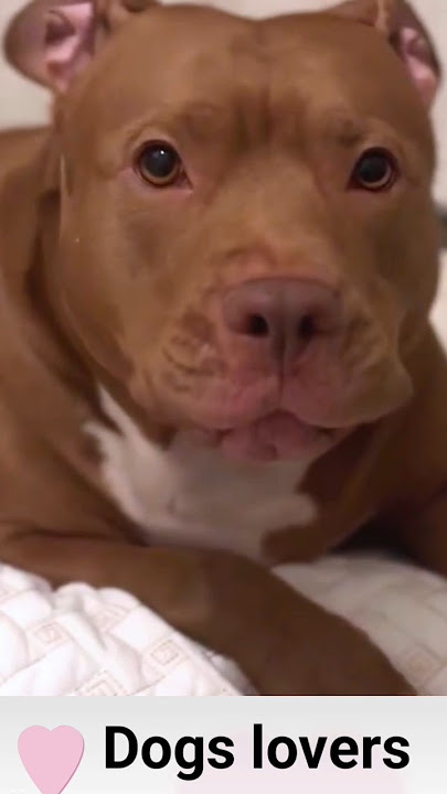 Pitbull dog growling#pitbull 🐕 barking#viral#shorts