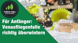 Wissen: Venusfliegenfalle (Dionaea muscipula) überwintern | Anfänger | Fleischfressende Pflanzen