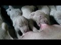 Little puppies drinking milk