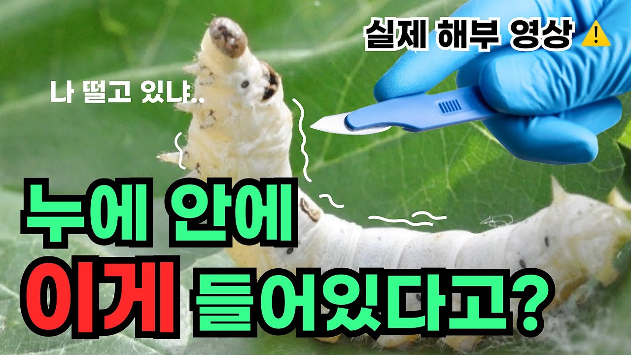 5령 누에 피딩 이 영상을 시청하지 않으면 크레가 죽을수도 있습니다