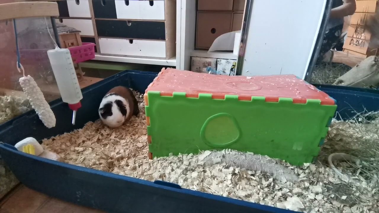 Všechna moje zvířátka přejou hezký Nový rok 2024