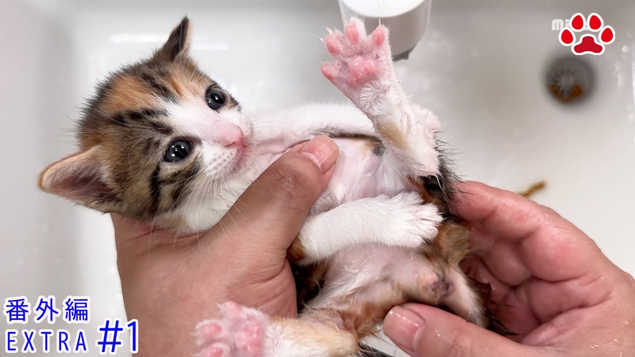 【番外編】5日間の便秘でうんちがモリモリでてきた子猫【瀬戸の3兄弟日記】