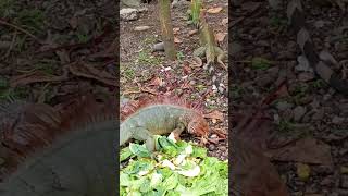 El santuario de iguanas en Quepos Costa Rica